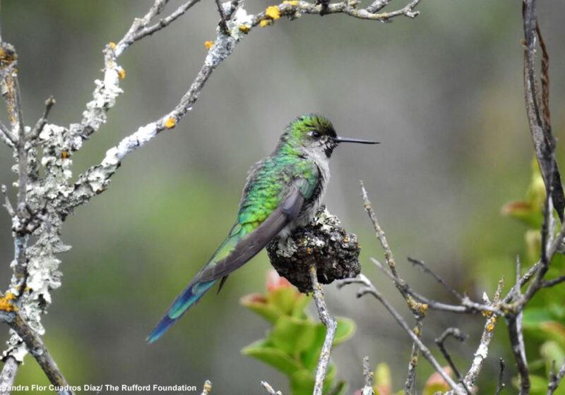 Espèce en vedette : les colibris 
