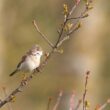 Fauvette grisette mâle sur les bords de la Loire