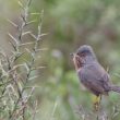 Fauvette pitchou dans les Alpilles