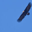 Vautour moine dans les gorges de la Jonte