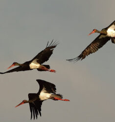 Premier « Méga-Marathon » Ornithologique en Espagne, au Portugal, à Gibraltar et dans le nord du Maroc