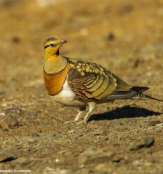 17e édition de la Fête de la Nature