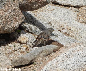 Accenteur alpin (Prunella collaris) 