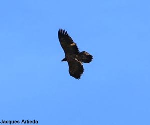 Gypaète barbu (Gypaetus barbatus) juvénile