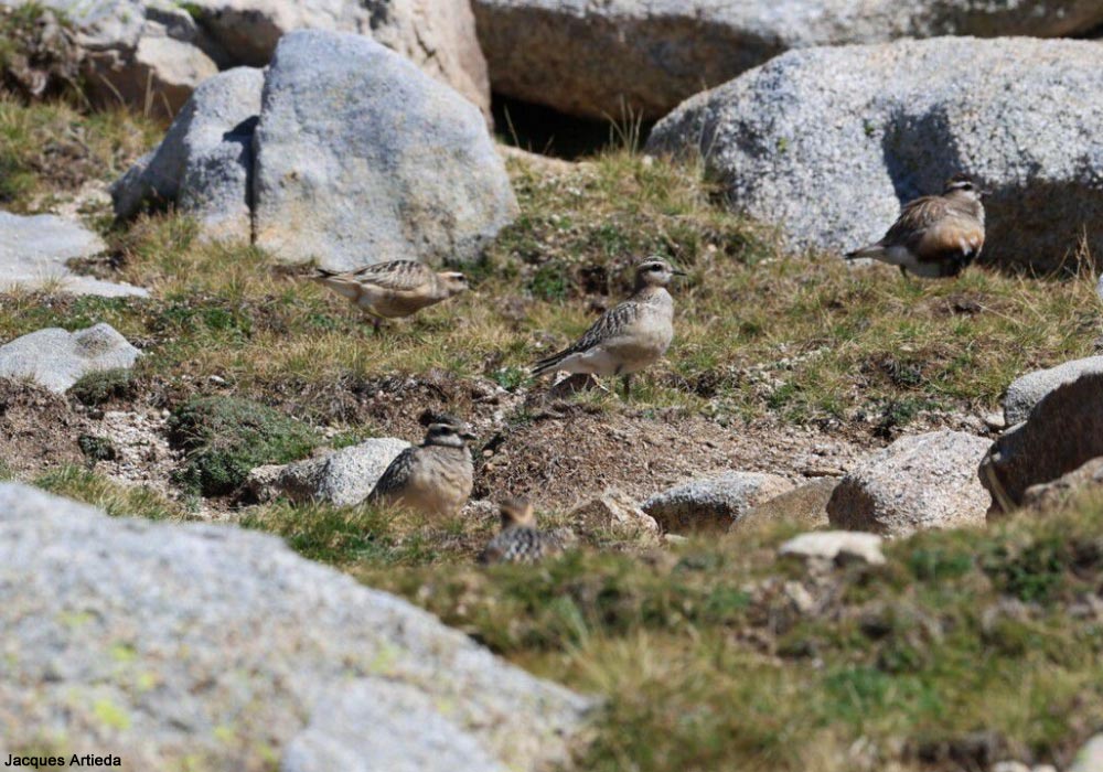 Pluviers guignards (Eudromias morinellus)