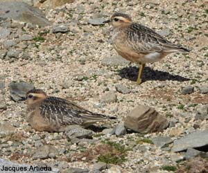 Pluviers guignards (Eudromias morinellus) de première année