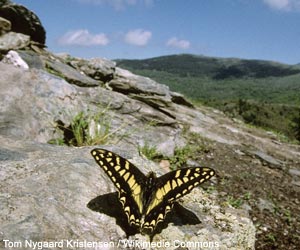 Porte-Queue de Corse (Papilio hospiton)