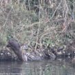 Des martins-pêcheurs et des hérons suivent des loutres pour se nourrir