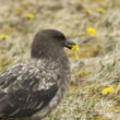 Des Labbes antarctiques mangent des pissenlits sur certaines îles de l’archipel français des Kerguelen