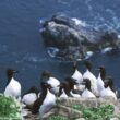 Le début de retour encourageant d’une colonie disparue de Guillemots de Brünnich dans le sud-ouest du Groenland