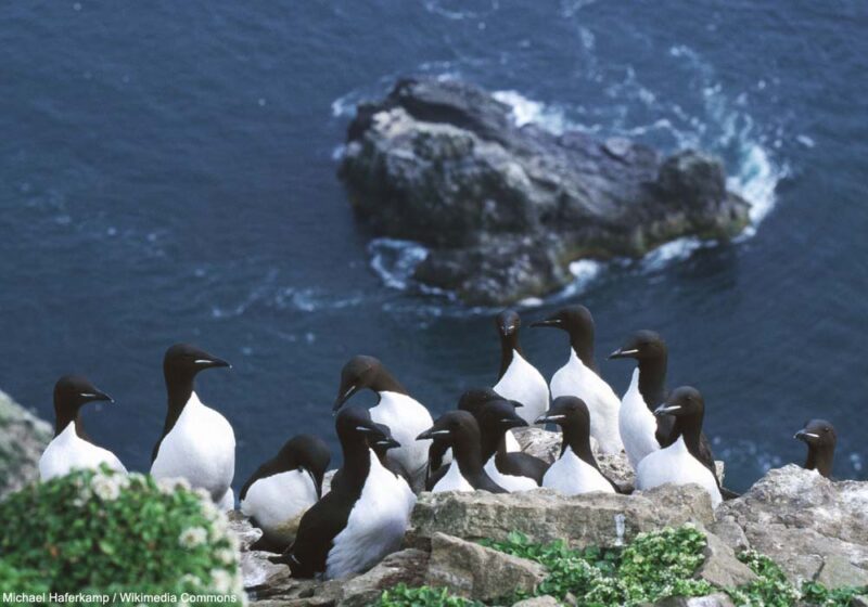 Le début de retour encourageant d’une colonie disparue de Guillemots de Brünnich dans le sud-ouest du Groenland