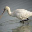 Spatule blanche en baie de Somme