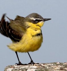 Exposition « Les oiseaux de la baie de Bourgneuf et du Marais Breton »