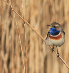 Conférence « amour et territoire » sur le chant des oiseaux