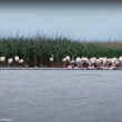 Comment expliquer l’arrivée soudaine et récente de Flamants roses dans le sud du delta du Danube (Roumanie) ?