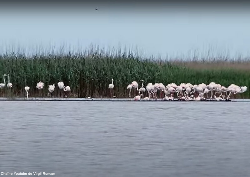 Comment expliquer l’arrivée soudaine et récente de Flamants roses dans le sud du delta du Danube (Roumanie) ?