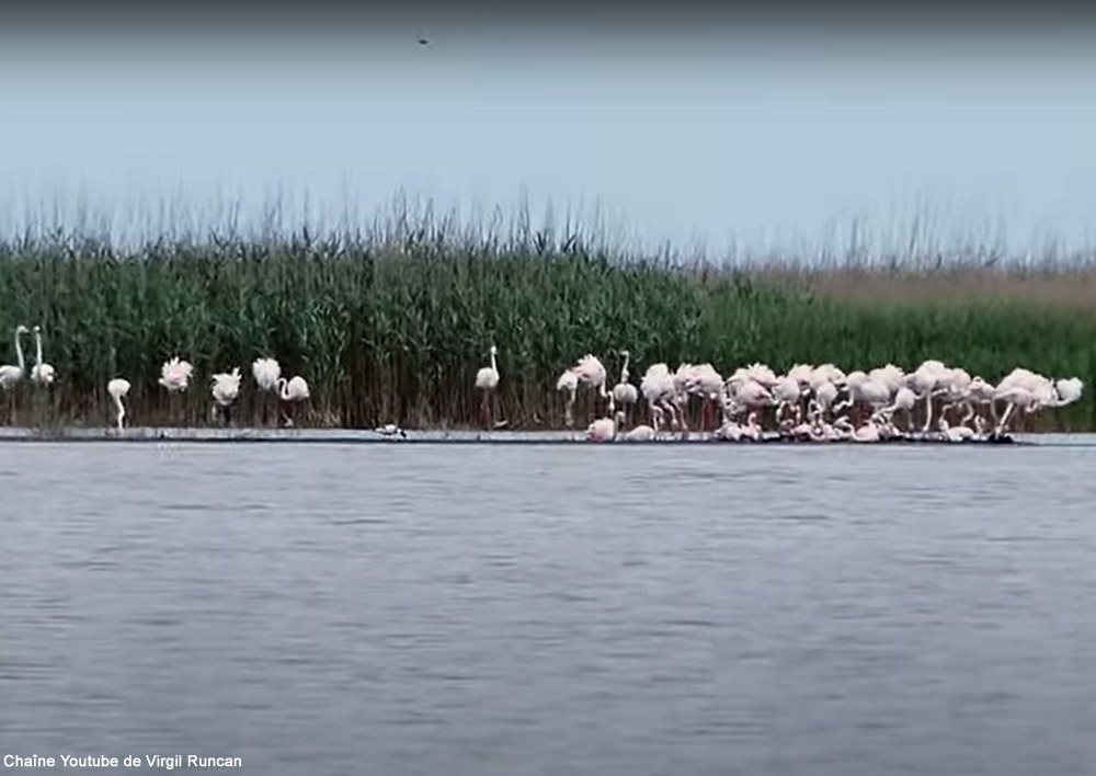 Flamants roses (Phoenicopterus roseus) au sud du delta du Danube