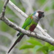 Le beau succès du programme de conservation de la Conure à poitrine grise au Brésil