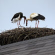 Deux couples atypiques en Tchéquie au printemps 2023 : deux femelles de Cigognes blanches et une Cigogne noire et une Cigogne blanche