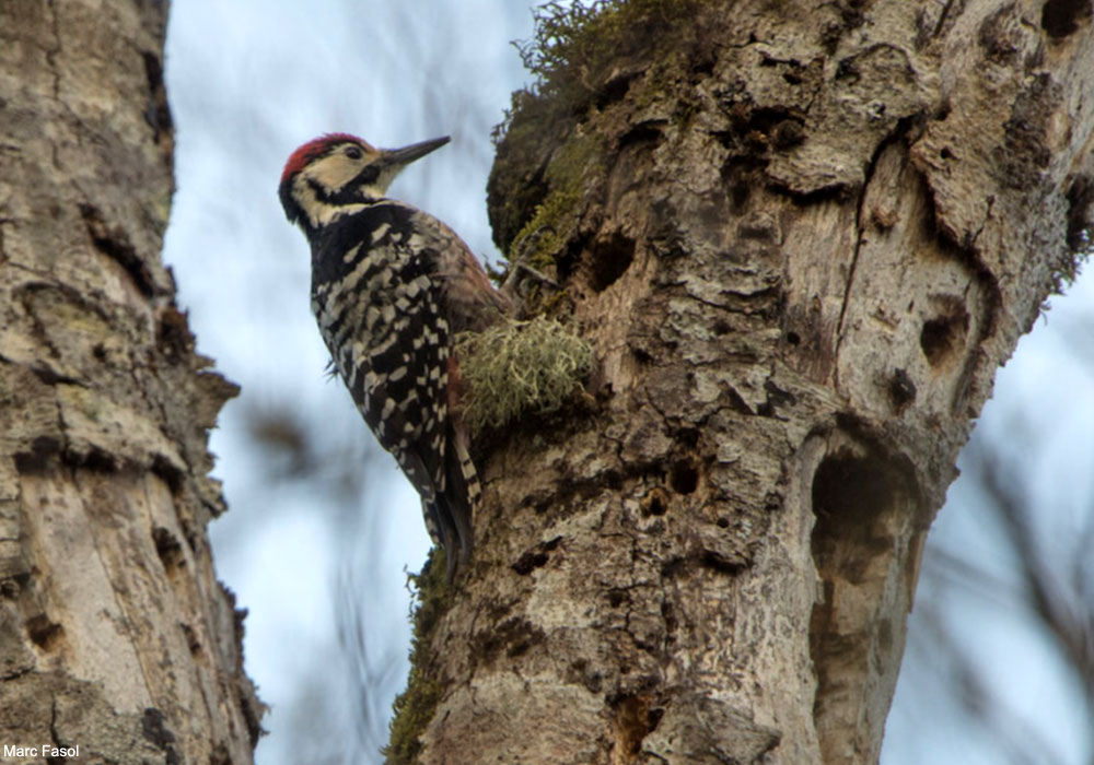 Pic de Lilford (Dendrocopos leucotos lilfordi) mâle