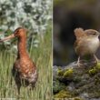 La concentration en soufre des sols islandais influencerait la couleur du plumage de certaines espèces d’oiseaux