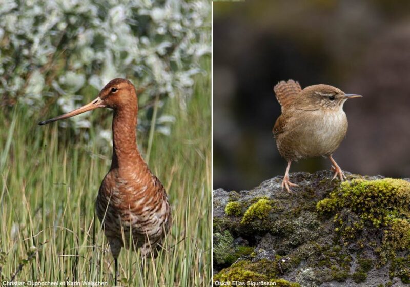 La concentration en soufre des sols islandais influencerait la couleur du plumage de certaines espèces d’oiseaux