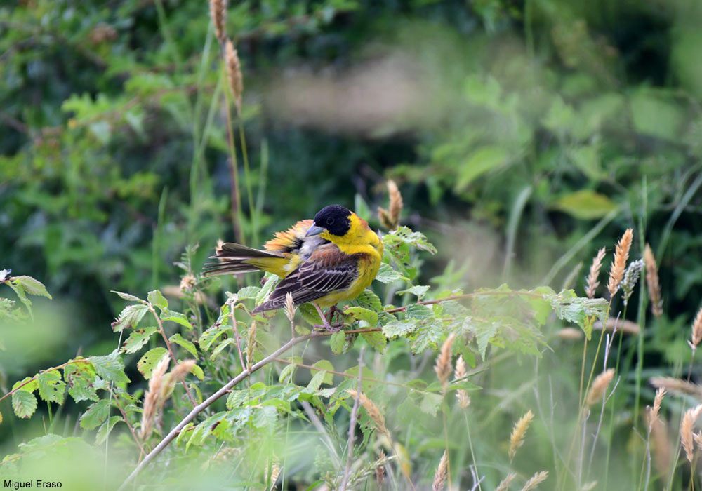 Bruant mélanocéphale (Emberiza melanocephala) mâle