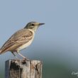 Pipit rousseline