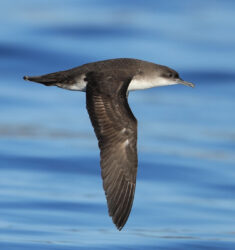 Conférence sur les oiseaux marins du parc national de Port-Cros