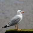 Goéland leucophée au Pays basque