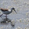 Échasse blanche en Brenne