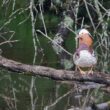 Canard mandarin mâle en Corrèze