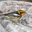 Paruline à gorge orangée au Québec