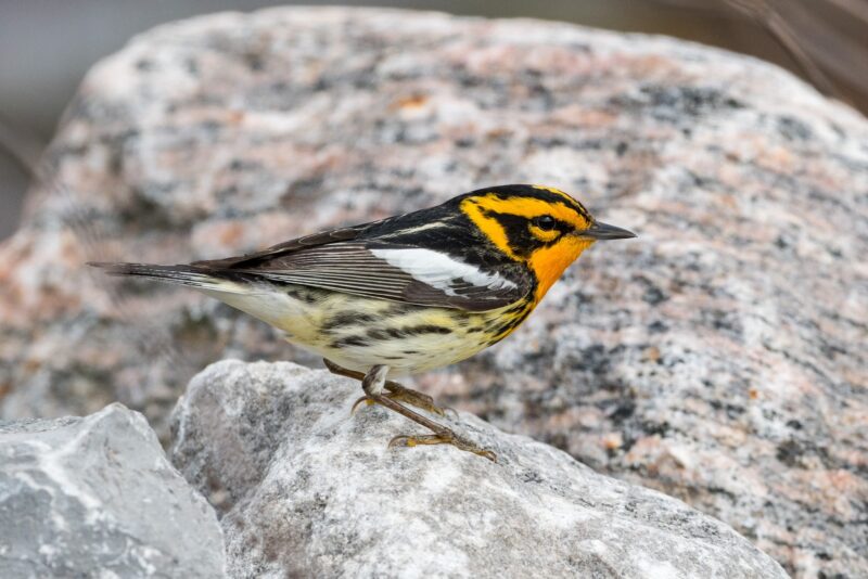 Paruline à gorge orangée au Québec