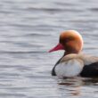 Nette rousse mâle en Brenne