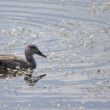 Canard chipeau en Brenne