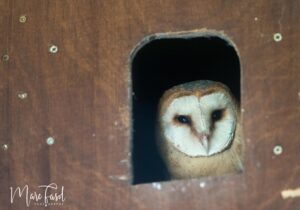 Effraie des clochers (Tyto alba)