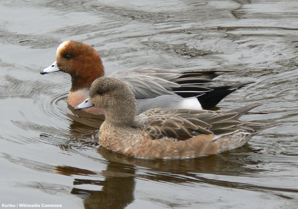 APPEAU CANARD SIFFLEUR/PERDRIX GRISE