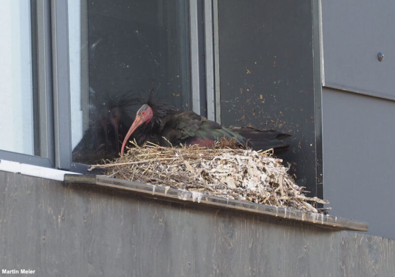 Un couple d’Ibis chauves a construit son nid au printemps 2023 sur le bâtiment d’un concessionnaire Harley-Davidson près de Zurich (Suisse)