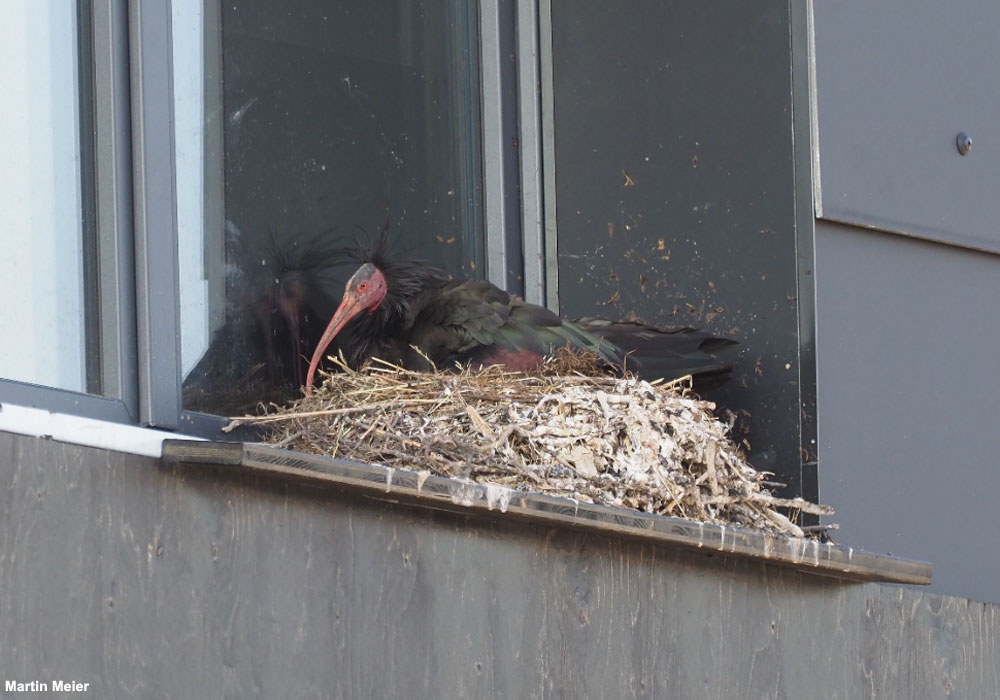 Ibis chauve (Geronticus eremita) sur son nid