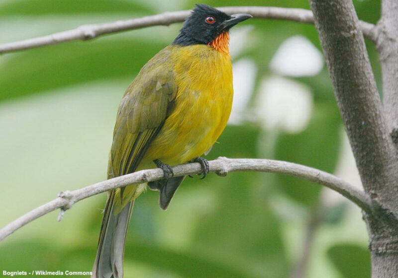 Les Bulbuls de la Sonde de l’île de Sumatra formeraient une sous-espèce distincte du fait de leurs yeux rouges