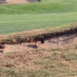 Un exemple de colonie de Guêpiers d’Europe installée dans les bunkers d’un golf en Espagne au printemps 2023