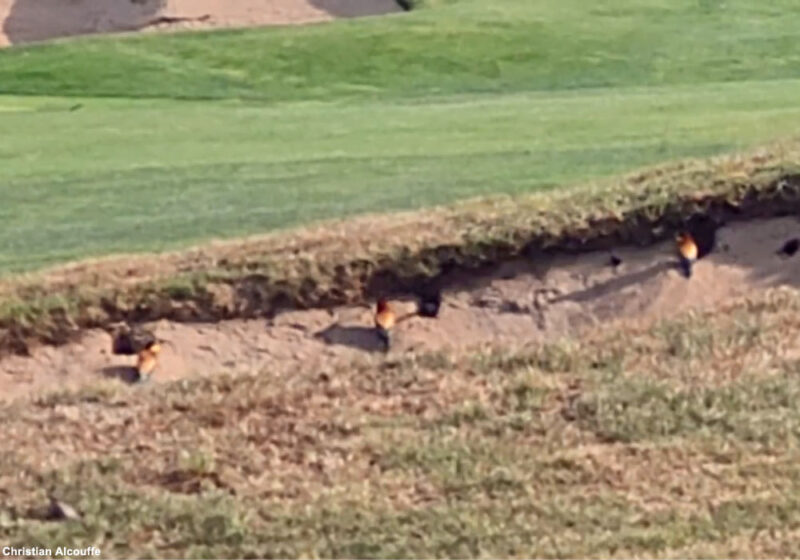 Un exemple de colonie de Guêpiers d’Europe installée dans les bunkers d’un golf en Espagne au printemps 2023