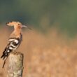 Huppe fasciée en Charente-Maritime