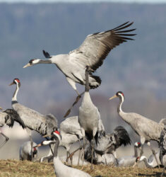 Exposition photographique et conférence « Les oiseaux du lac »