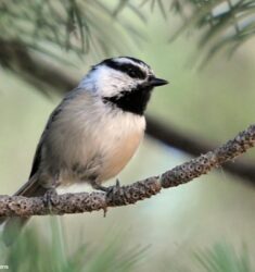 Réunion annuelle conjointe de l’American Ornithological Society et de la Society of Canadian Ornithologists–Société des Ornithologistes du Canada (SCO–SOC)