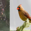 Un comportement opportuniste rare : un Cardinal rouge se pose sur une toile d’araignée pour y manger des insectes