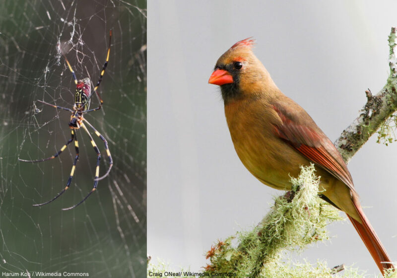 Un comportement opportuniste rare : un Cardinal rouge se pose sur une toile d’araignée pour y manger des insectes