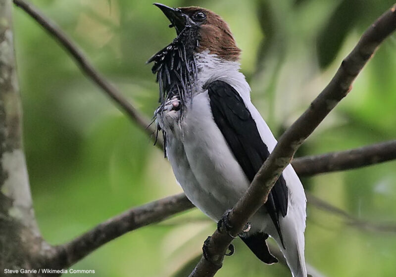 La « redécouverte » très médiatisée de l’Araponga barbu en Colombie en juillet 2023