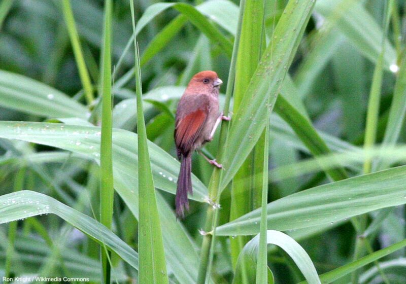 Le Paradoxornis de Webb semble avoir réussi à « profiter » du développement d’une plante invasive en Chine